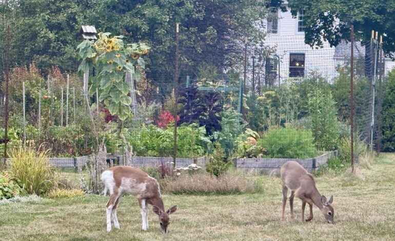 Letter To The Editor: A deer campaign needed