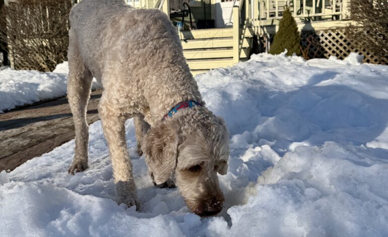 For the Love of Maud – Chapter 10: Winter Walks and the Scents of Time