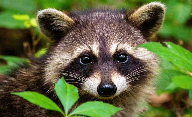 Presumptive case of raccoon rabies detected near St. Stephen