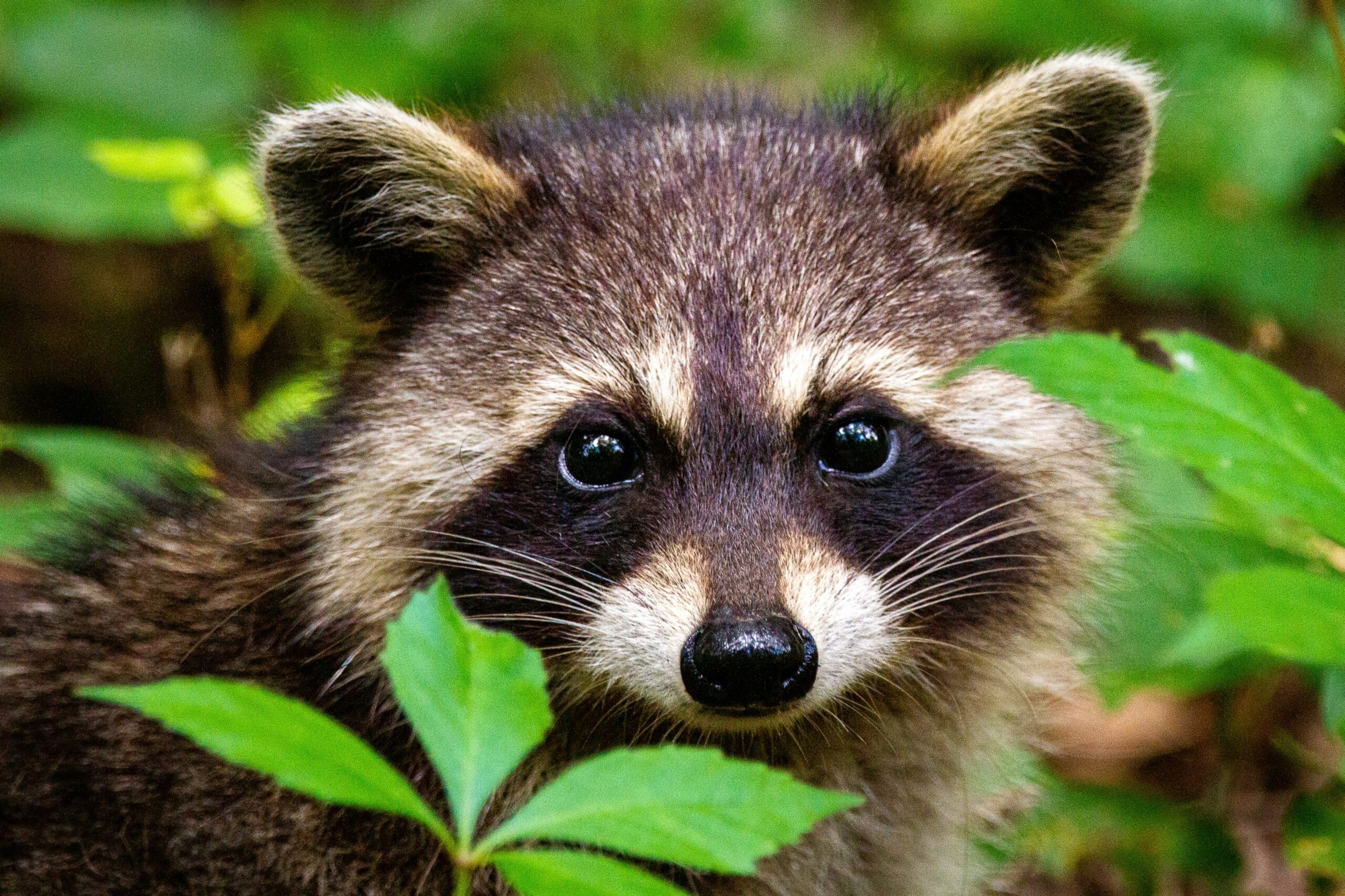 Presumptive case of raccoon rabies detected near St. Stephen