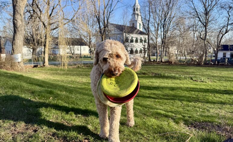 For the Love of Maud: The 6 frisbee philosophy