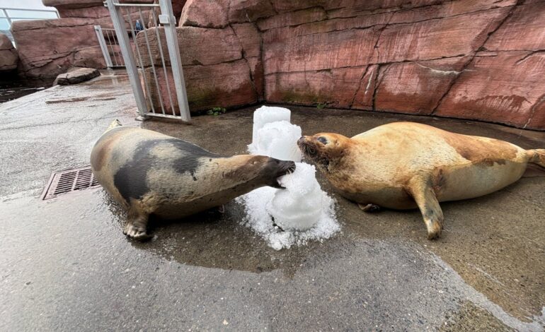  Two beloved harp seals die in Saint Andrews