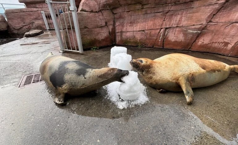 Two beloved harp seals die in Saint Andrews