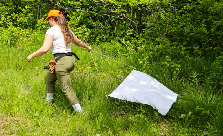 tick-dragging