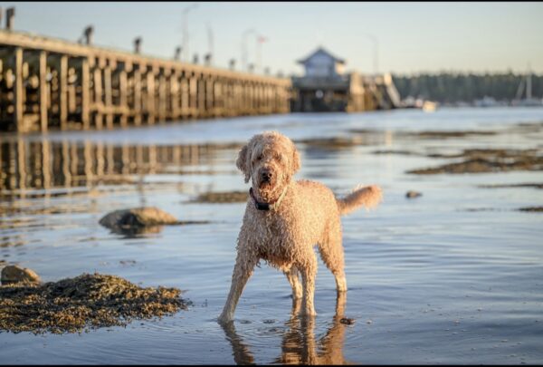 maud-at-beach