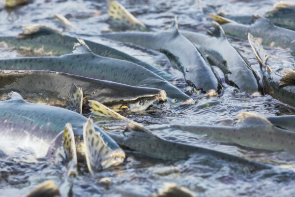 salmon
