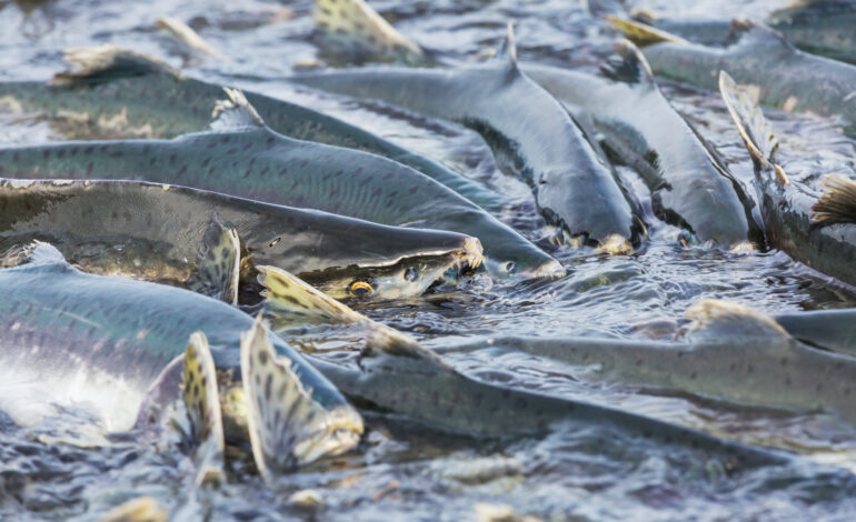salmon
