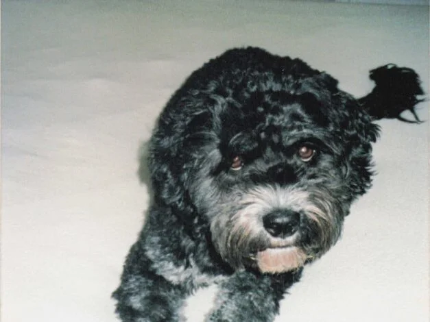 For the Love of Maud:  What Annie taught me