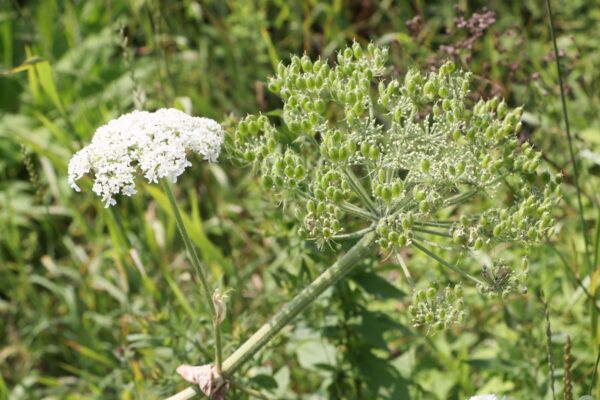 giant-hogweed