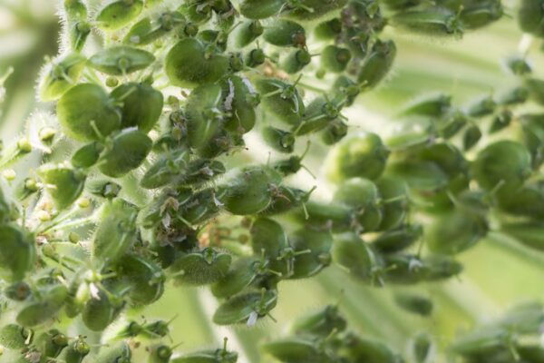 giant-hogweed