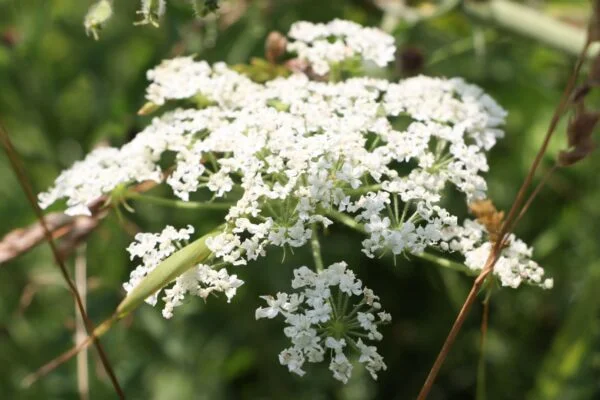 giant-hogweed