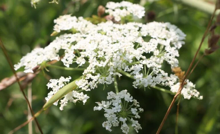 giant-hogweed
