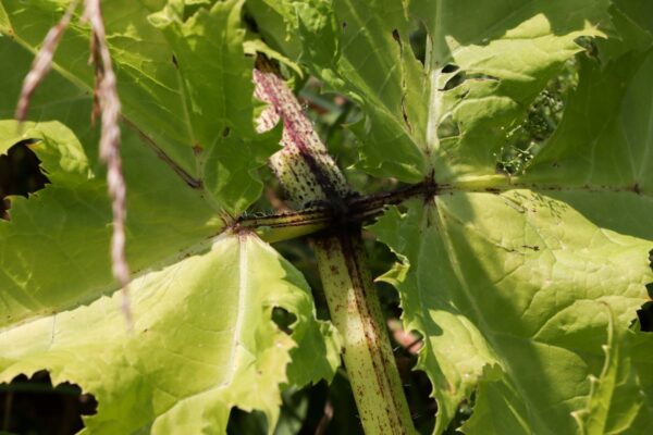giant-hogweed