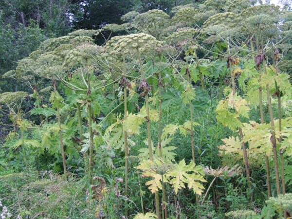 cow-parsnip