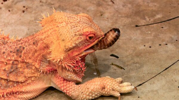 bearded-dragon