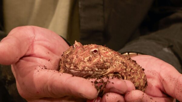 buddy-pac-man-frog