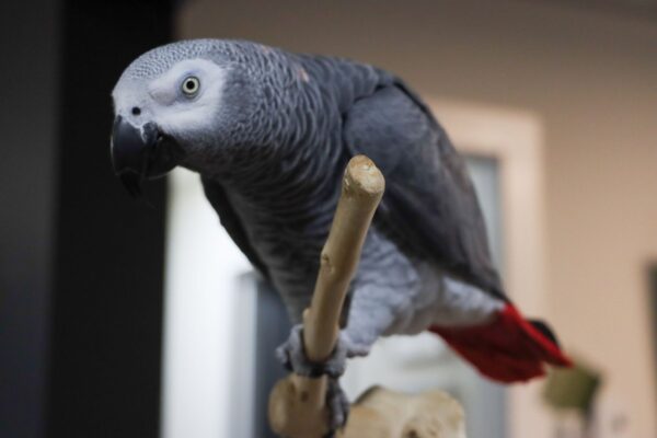 rocky-parrot