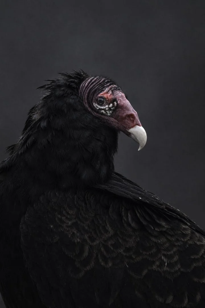 PHOTOS: The turkey vulture