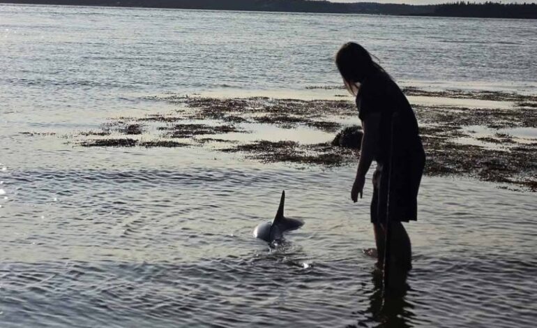 15-year-old helps rescue stranded shark at Maces Bay