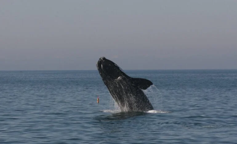 COLUMN: Right whales may be at higher risk of ship strikes than thought