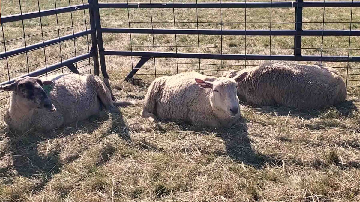 Charlotte county fall fair