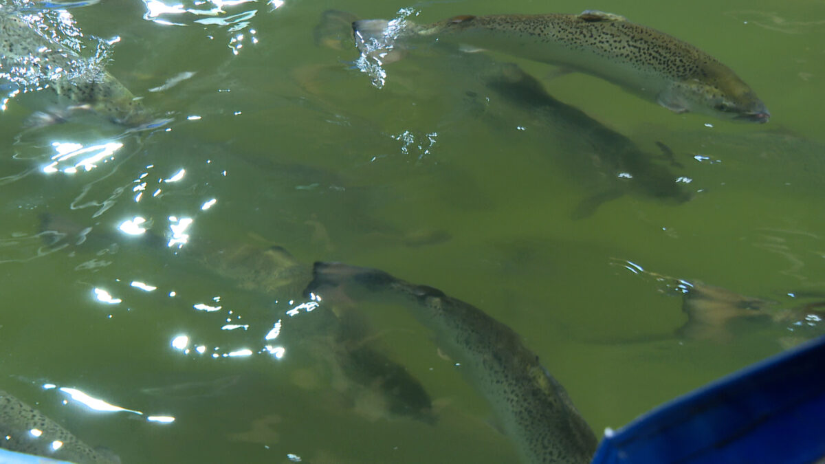 AQUACULTURE