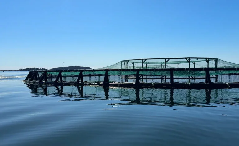 From hatchery to harvest: Inside New Brunswick’s salmon industry