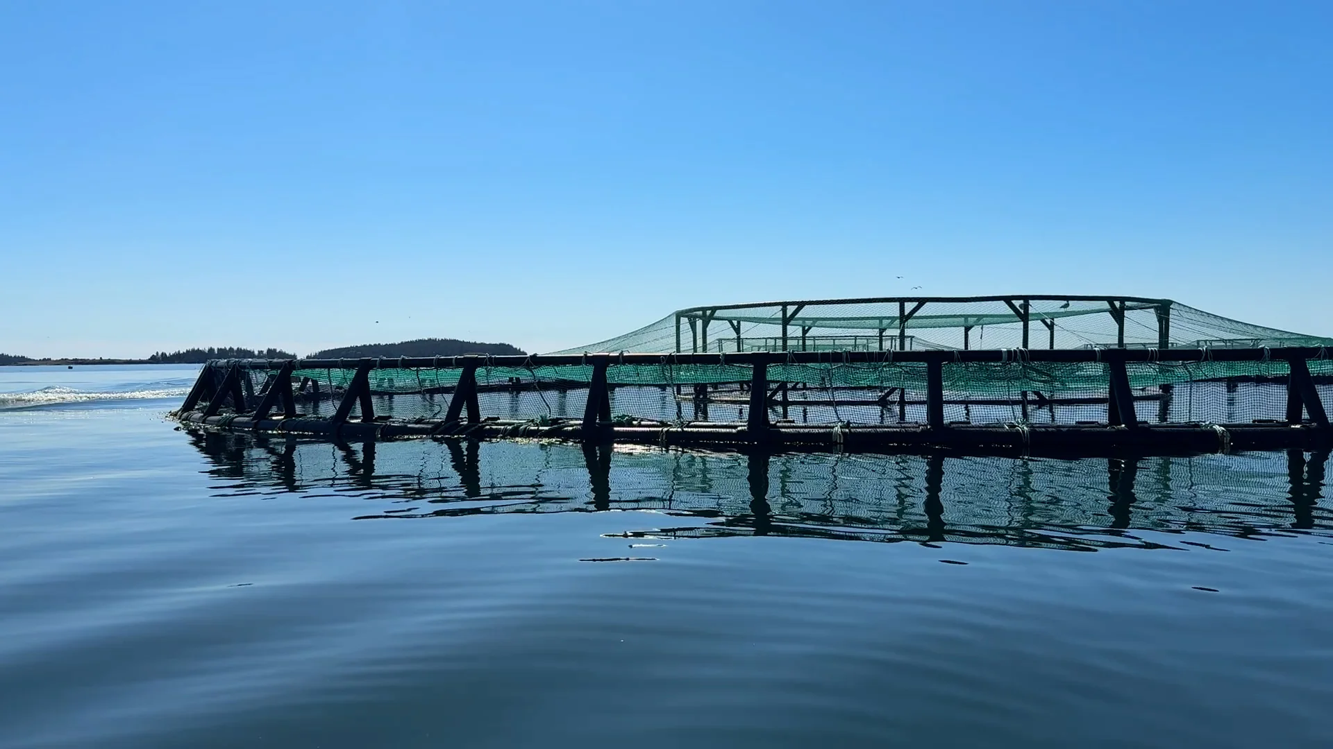 From hatchery to harvest: Inside New Brunswick’s salmon industry